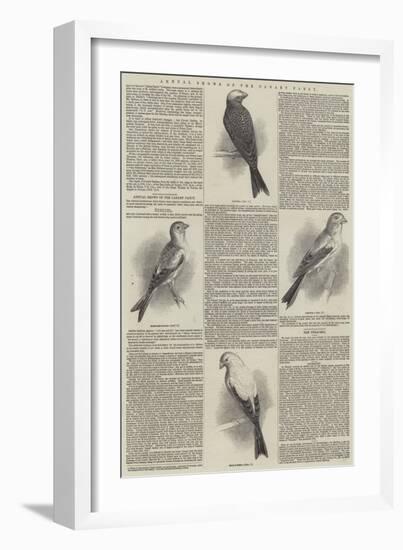 Annual Shows of the Canary Fancy-null-Framed Giclee Print