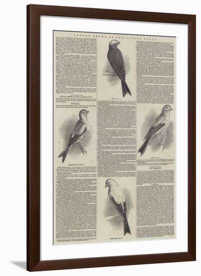 Annual Shows of the Canary Fancy-null-Framed Giclee Print