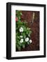 Annuals Ready to Be Planted-soupstock-Framed Photographic Print