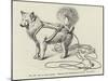 Ano or Dog Harness-null-Mounted Giclee Print