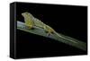 Anolis Roquet Salinei (Savannah Anole)-Paul Starosta-Framed Stretched Canvas