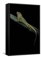 Anolis Roquet Salinei (Savannah Anole)-Paul Starosta-Framed Stretched Canvas