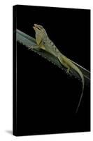 Anolis Roquet Salinei (Savannah Anole)-Paul Starosta-Stretched Canvas