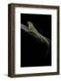 Anolis Roquet Salinei (Savannah Anole)-Paul Starosta-Framed Photographic Print