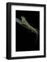 Anolis Roquet Salinei (Savannah Anole)-Paul Starosta-Framed Photographic Print