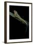 Anolis Roquet Salinei (Savannah Anole)-Paul Starosta-Framed Photographic Print