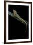 Anolis Roquet Salinei (Savannah Anole)-Paul Starosta-Framed Photographic Print