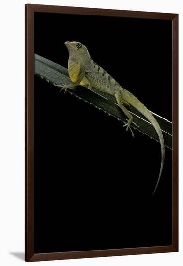 Anolis Roquet Salinei (Savannah Anole)-Paul Starosta-Framed Photographic Print