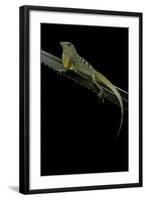 Anolis Roquet Salinei (Savannah Anole)-Paul Starosta-Framed Photographic Print