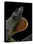 Anolis Sagrei (Cuban Brown Anole)-Paul Starosta-Stretched Canvas