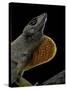 Anolis Sagrei (Cuban Brown Anole)-Paul Starosta-Stretched Canvas