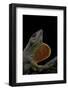 Anolis Sagrei (Cuban Brown Anole)-Paul Starosta-Framed Photographic Print