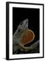 Anolis Sagrei (Cuban Brown Anole)-Paul Starosta-Framed Photographic Print