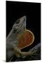 Anolis Sagrei (Cuban Brown Anole)-Paul Starosta-Mounted Photographic Print