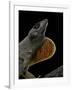 Anolis Sagrei (Cuban Brown Anole)-Paul Starosta-Framed Photographic Print