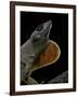 Anolis Sagrei (Cuban Brown Anole)-Paul Starosta-Framed Photographic Print