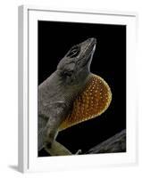 Anolis Sagrei (Cuban Brown Anole)-Paul Starosta-Framed Photographic Print