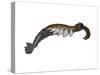 Anomalocaris from the Cambrian Period of the Paleozoic Era-null-Stretched Canvas