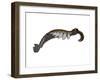 Anomalocaris from the Cambrian Period of the Paleozoic Era-null-Framed Art Print