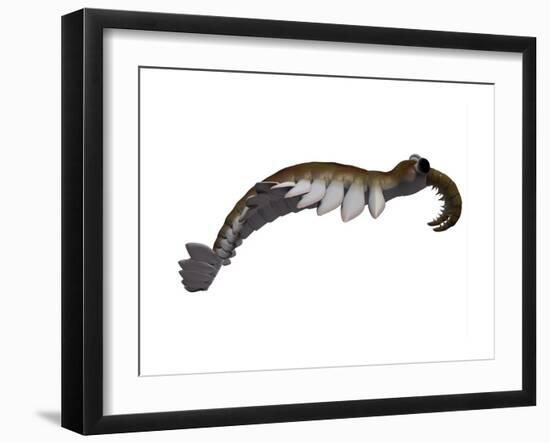 Anomalocaris from the Cambrian Period of the Paleozoic Era-null-Framed Art Print
