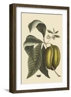 Anona - Cherimoya Fruit-Mark Catesby-Framed Art Print