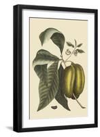 Anona - Cherimoya Fruit-Mark Catesby-Framed Art Print