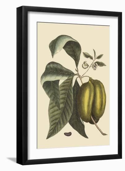 Anona - Cherimoya Fruit-Mark Catesby-Framed Art Print