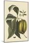 Anona - Cherimoya Fruit-Mark Catesby-Mounted Art Print