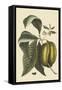Anona - Cherimoya Fruit-Mark Catesby-Framed Stretched Canvas