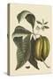 Anona - Cherimoya Fruit-Mark Catesby-Stretched Canvas