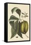 Anona - Cherimoya Fruit-Mark Catesby-Framed Stretched Canvas