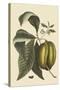 Anona - Cherimoya Fruit-Mark Catesby-Stretched Canvas