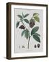 Anona-Pierre Joseph Redoute-Framed Giclee Print