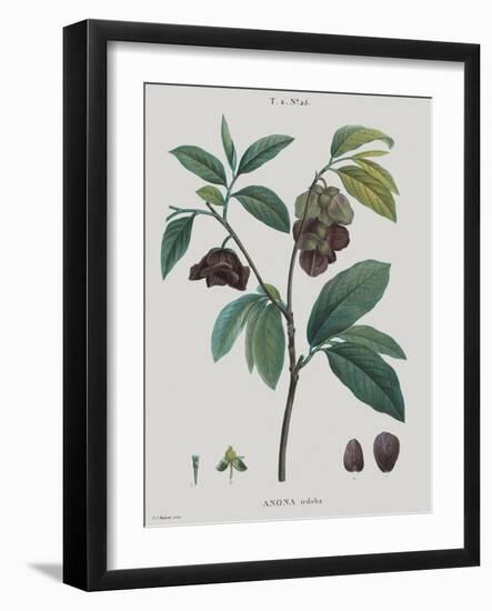 Anona-Pierre Joseph Redoute-Framed Giclee Print