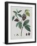 Anona-Pierre Joseph Redoute-Framed Giclee Print