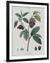 Anona-Pierre Joseph Redoute-Framed Giclee Print