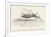 Anopheles Maculipennis a Female Mosquito Biting Human Skin-null-Framed Art Print