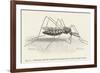 Anopheles Maculipennis a Female Mosquito Biting Human Skin-null-Framed Art Print