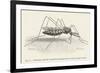 Anopheles Maculipennis a Female Mosquito Biting Human Skin-null-Framed Art Print