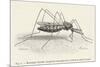 Anopheles Maculipennis a Female Mosquito Biting Human Skin-null-Mounted Art Print