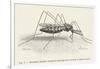 Anopheles Maculipennis a Female Mosquito Biting Human Skin-null-Framed Art Print