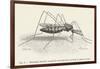 Anopheles Maculipennis a Female Mosquito Biting Human Skin-null-Framed Art Print