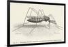 Anopheles Maculipennis a Female Mosquito Biting Human Skin-null-Framed Art Print