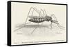 Anopheles Maculipennis a Female Mosquito Biting Human Skin-null-Framed Stretched Canvas