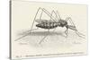 Anopheles Maculipennis a Female Mosquito Biting Human Skin-null-Stretched Canvas