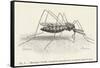 Anopheles Maculipennis a Female Mosquito Biting Human Skin-null-Framed Stretched Canvas