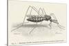 Anopheles Maculipennis a Female Mosquito Biting Human Skin-null-Stretched Canvas