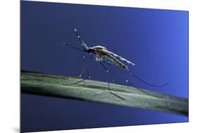 Anopheles Maculipennis (Malaria Mosquito)-Paul Starosta-Mounted Premium Photographic Print