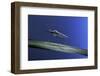 Anopheles Maculipennis (Malaria Mosquito)-Paul Starosta-Framed Photographic Print