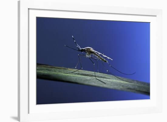 Anopheles Maculipennis (Malaria Mosquito)-Paul Starosta-Framed Photographic Print